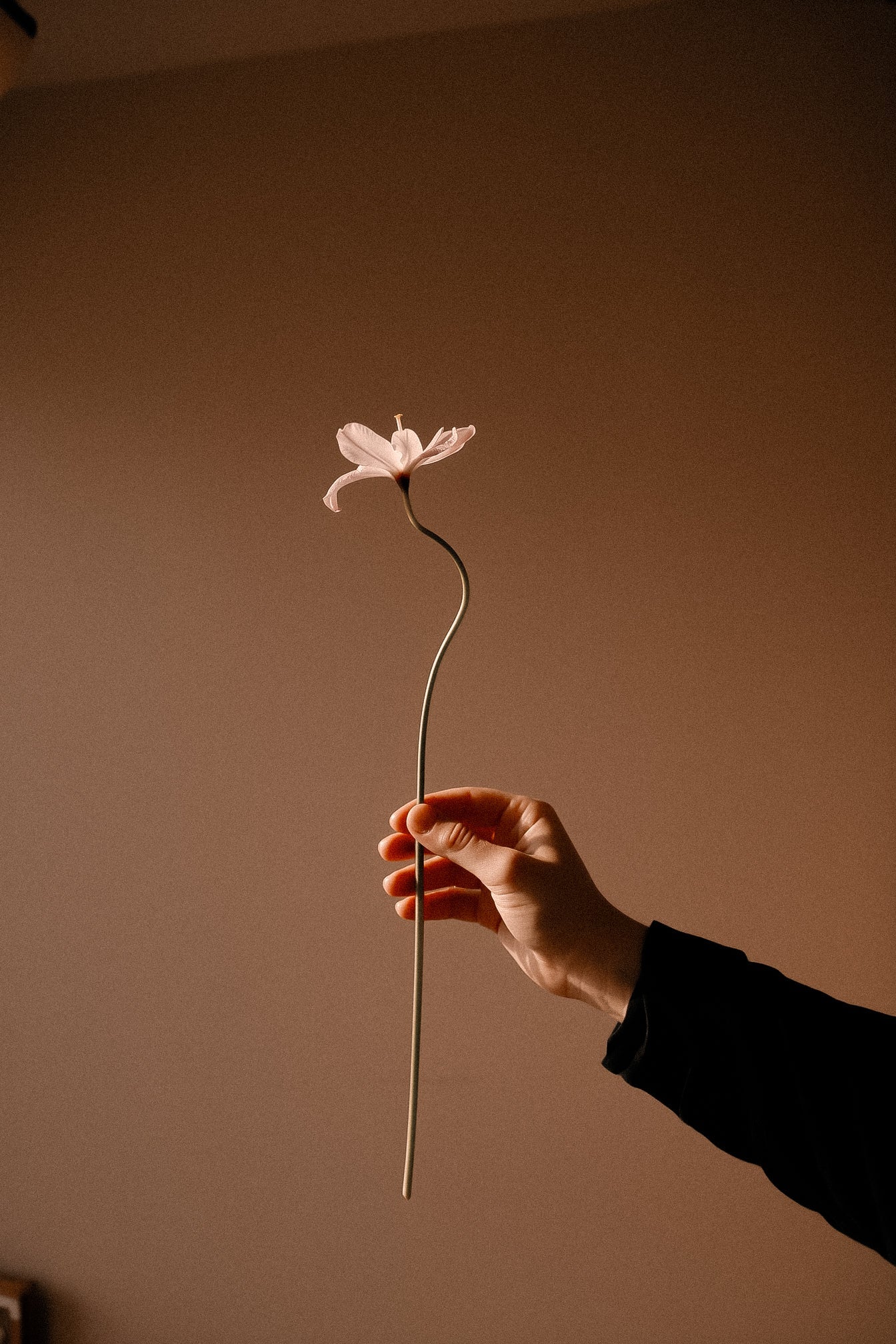 Frau hält Blüte 