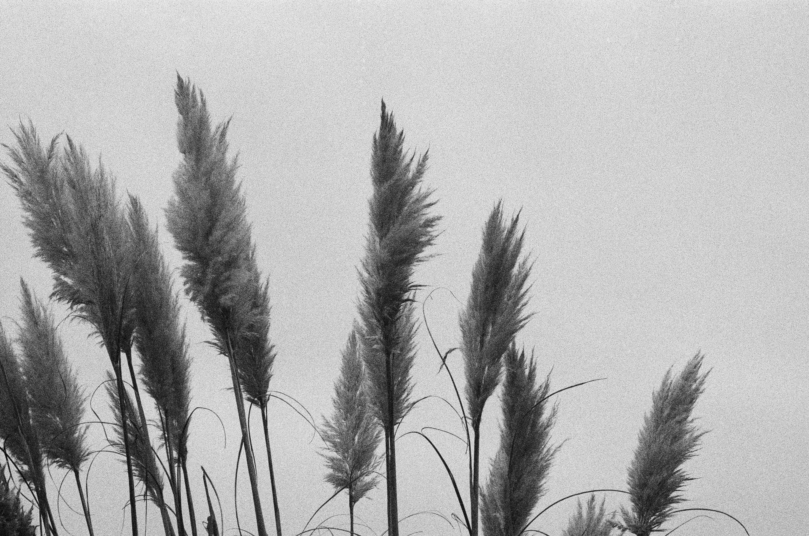 Naturmotiv für nachhaltige, transparente und achtsame Entscheidungen von Healyni