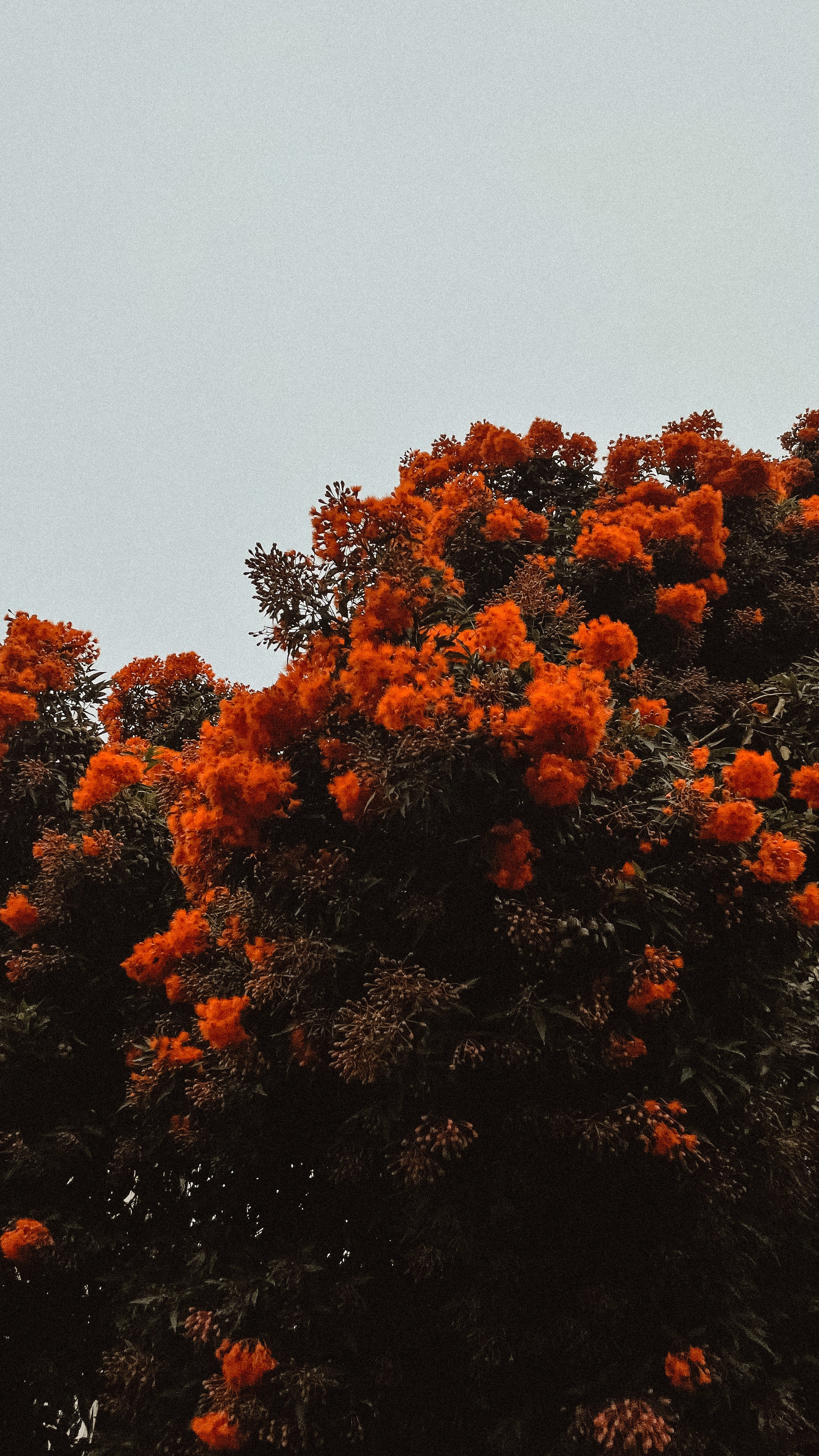 Blühender Baum mit leuchtend orangefarbenen Blüten vor grauem Himmel – Symbol für Wachstum und natürliche Kraft